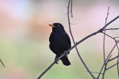 Common blackbird perched on a branch.