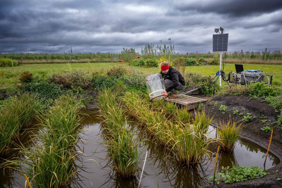 Britain Harvests Its First Rice Crop as Farmers Capitalize on Record-Breaking Summer Heat