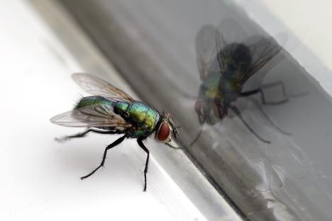 Why a bar of soap & a pair of tights are all you need to keep pesky flies out of your home AND away from your BBQ treats