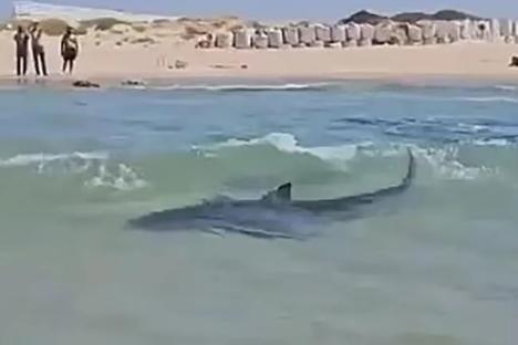 Dad’s remains found after being mauled by sharks off Med tourist beach as chilling vid shows MORE beasts prowl for prey