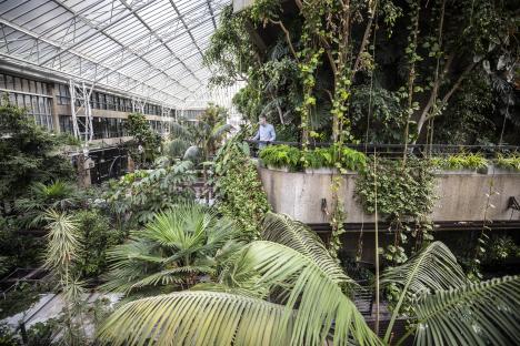A man wearing a face mask stands on a balcony overlooking a lush conservatory filled with over 1500 plants.