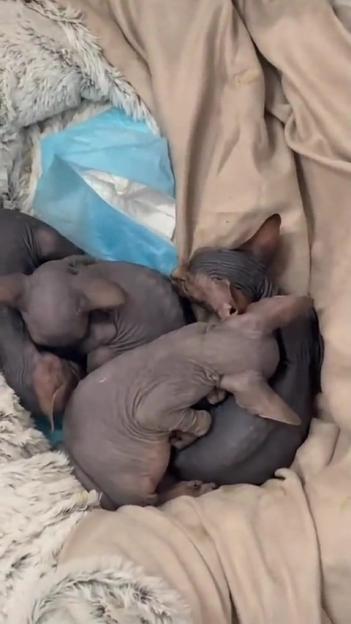 Three newborn hairless kittens huddled together.