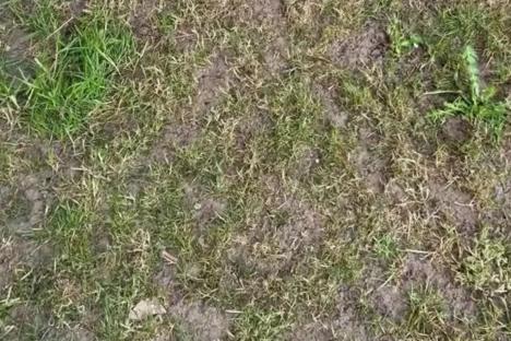 My lawn has been destroyed by leatherjacket bugs over winter – the £17 buy that kills them & gets grass lush again