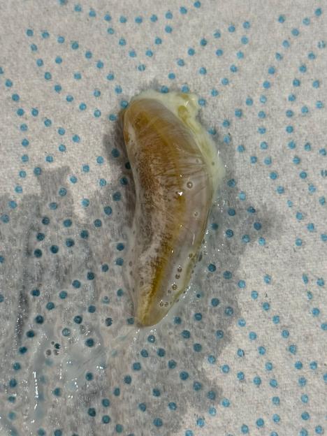 NINTCHDBPICT001034705444