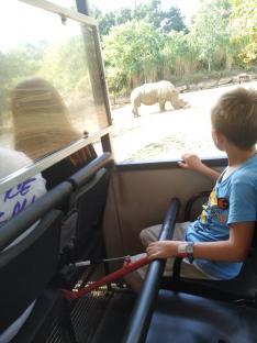 A boy looks at a rhinoceros from a safari vehicle.