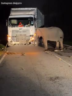 Elephant trying to rescue its calf trapped under a lorry.