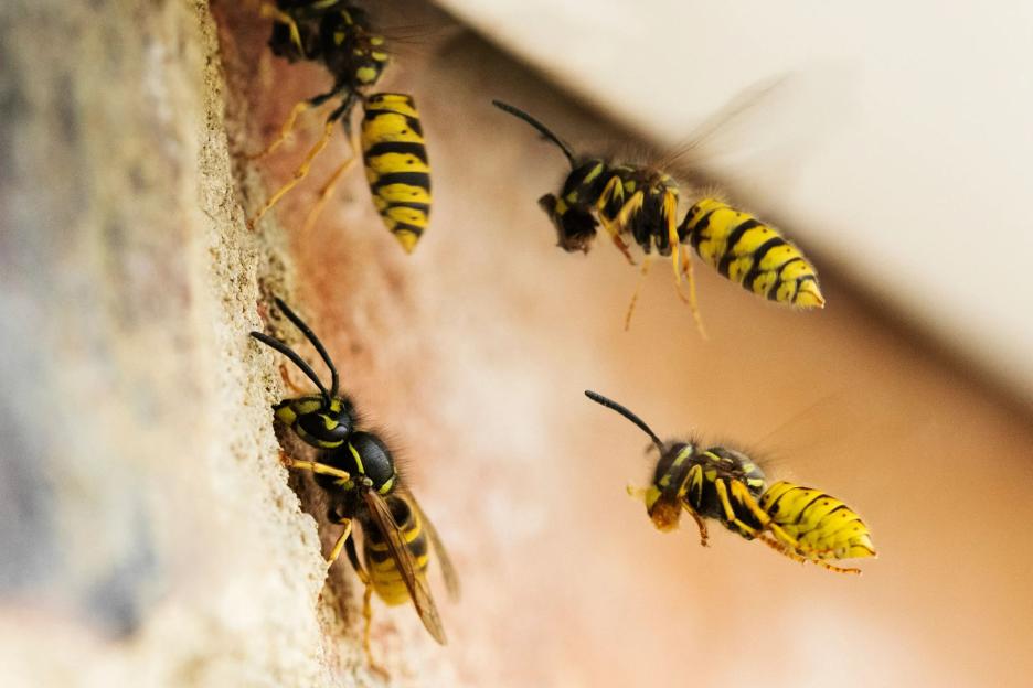 I’m the Queen of Clean and my 5p hack stops wasps & hornets attacking you in your garden – they get ‘dizzy’ & fly away