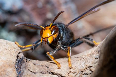 The 10p trick to keep wasps out of your garden all summer long – and it’s probably already in your kitchen cupboards