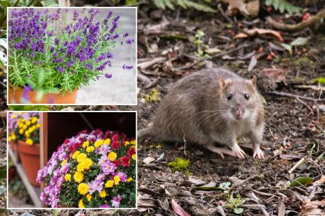 The pretty £3 B&Q plant you need to add to your garden to keep rats out – they hate it and won’t come back