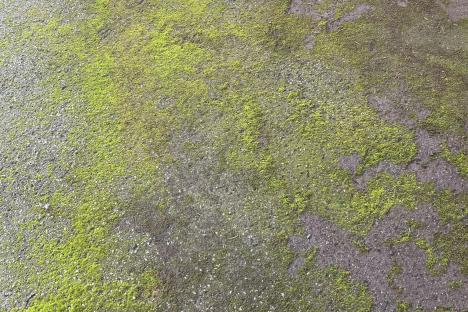 My driveway is covered in moss – luckily gardeners rave about a £2 Sainsbury’s buy that banishes green stuff for YEARS