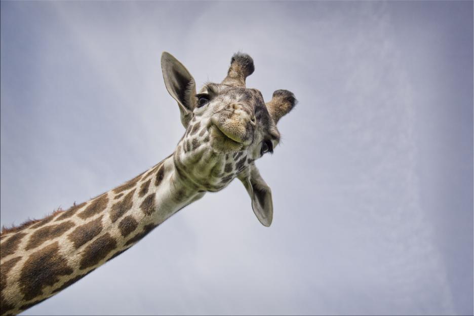 Close-up of a giraffe's head and neck against a sky.