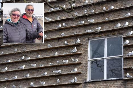 Our picturesque seaside town is covered in POO – we spend hours cleaning but everywhere stinks & nothing stops it