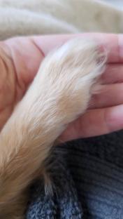 Dog's paw in a hand.