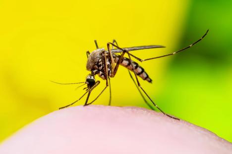 The 20p kitchen staple that mosquito-proofs your body & stops you getting bitten