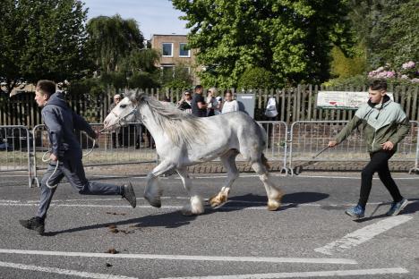 A grey horse being led down a street at a horse fair.