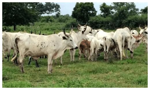 Anti-open grazing law still in force in Oyo – Commissioner