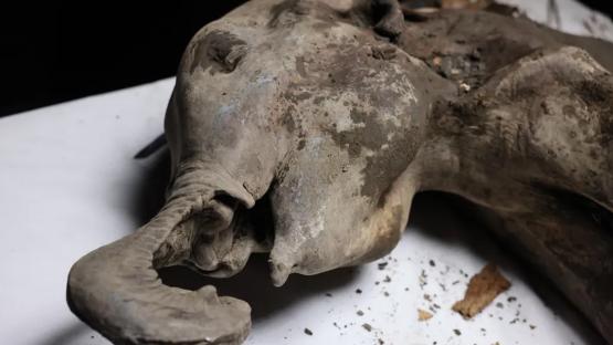 Necropsy on 400lb baby MAMMOTH frozen for 130,000 years carried out by Russian scientists – they even revealed its smell
