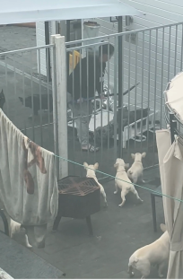 Person tending to several dogs in an enclosure.