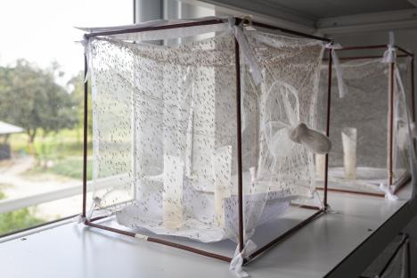 Insectary at the Ifakara Health Institute in Bagamoyo, Tanzania.