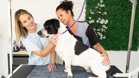 The English hotel with one of the UK’s poshest spas… but it’s only for dogs