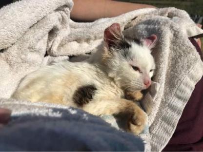 Cat with sun damaged ears.