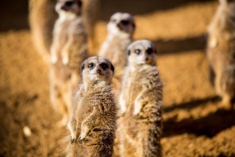 Group of meerkats standing in a line.
