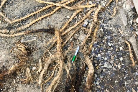 Gardeners urged to AVOID plant that’s the UK’s next Japanese knotweed – it’s expensive & can cause legal neighbour rows