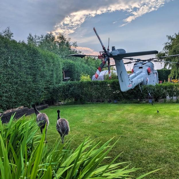 Two emus walking on a lawn with a helicopter in the background.