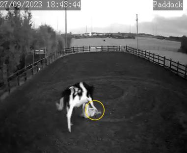 Security camera footage of a cow trampling a woman.
