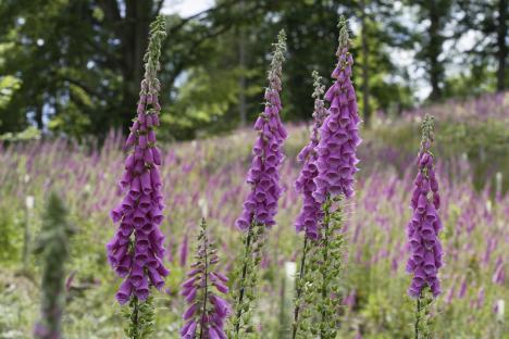 Foxglove