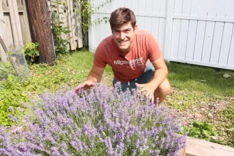 Lavender will double in size and produce loads more flowers if you add 45p kitchen staple to soil this spring
