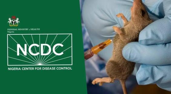 Lassa fever: Death toll reaches 143 in 2025 amid high fatality rates 