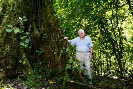 Sir David Attenborough standing next to a large rainforest tree.