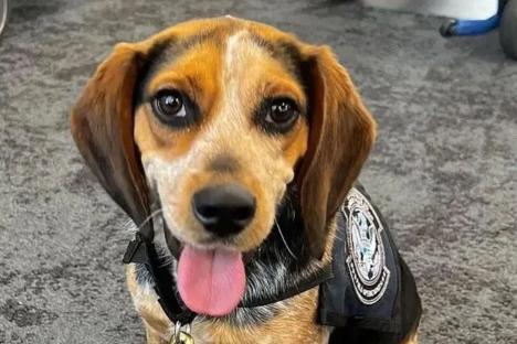 Tourist who kicked sniffer dog ‘so hard it flew into the air’ at US airport is deported after being slapped with fine