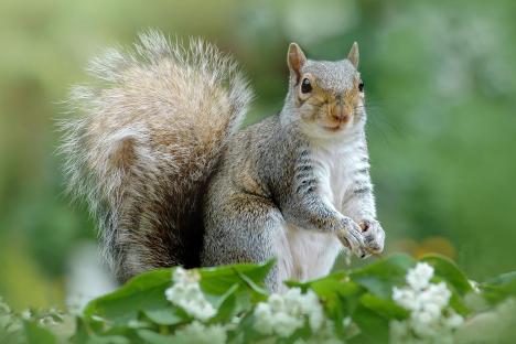 How to stop squirrels from digging up your garden using smelly item you definitely have in your kitchen cupboard