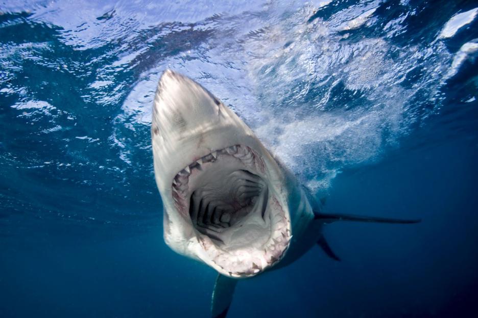 US tourist, 63, attacked by shark & airlifted to hospital in Bahamas after being mauled while spearfishing