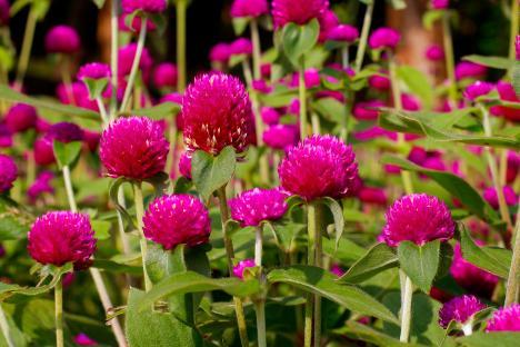 Close-up photo of globe amaranth flowers.