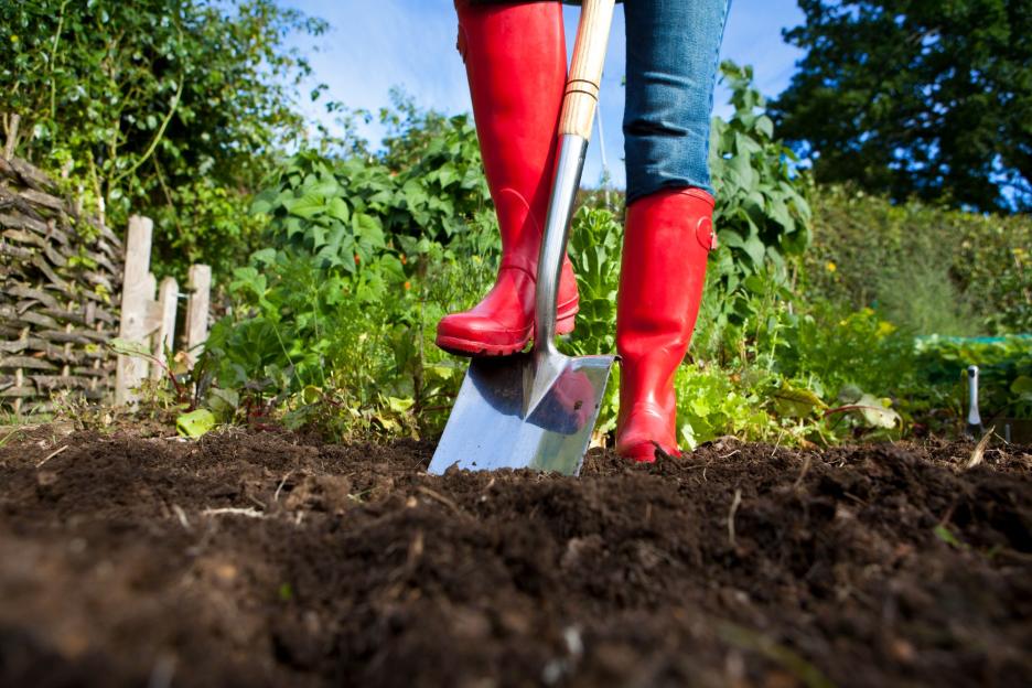 The top vegetables you should be sowing so they can harvest later this year & why now could be your last chance
