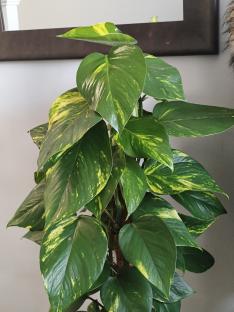 A variegated golden pothos plant.