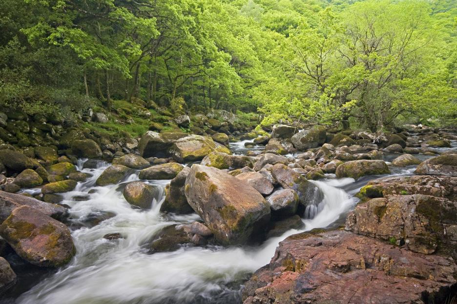 River flowing over mossy rocks in a forest.
