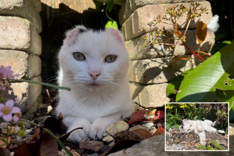 Urgent warning to put sun cream on your pets after cat loses ears to skin cancer