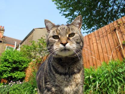 Tabby cat in a garden.