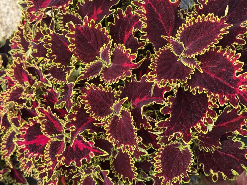 Close-up of dark red coleus leaves with yellow-green edges.