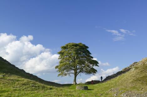 Sycamore Gap, Hadrian's Wall, with a tree in the center.