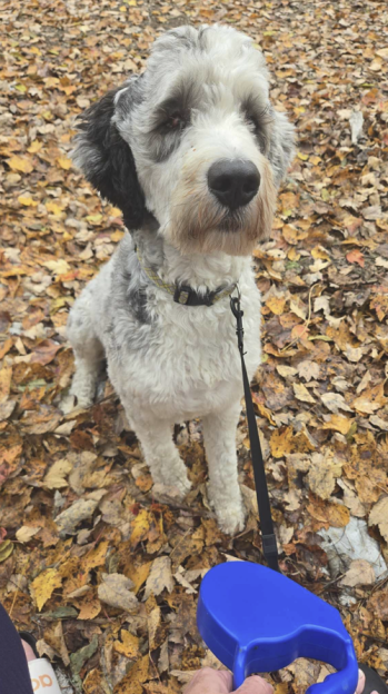 A white and grey dog on a leash in fallen leaves.