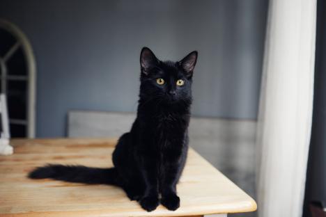 Portrait of a black cat sitting on a table.