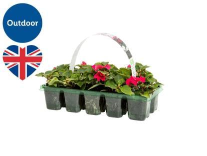 British bedding plants in a tray.
