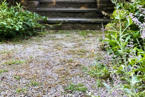 The two-ingredient hack that will make stubborn gravel weeds disappear – and it works in less than 24 hours