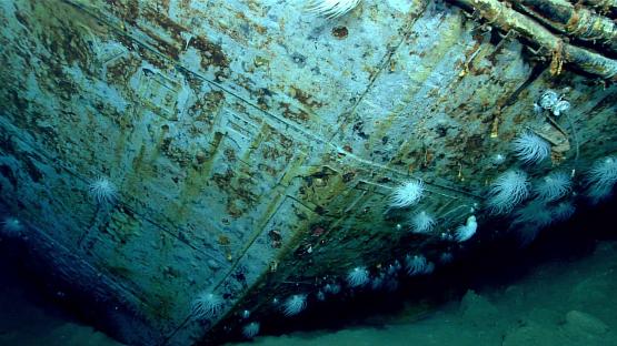 Anemones growing on a shipwreck.