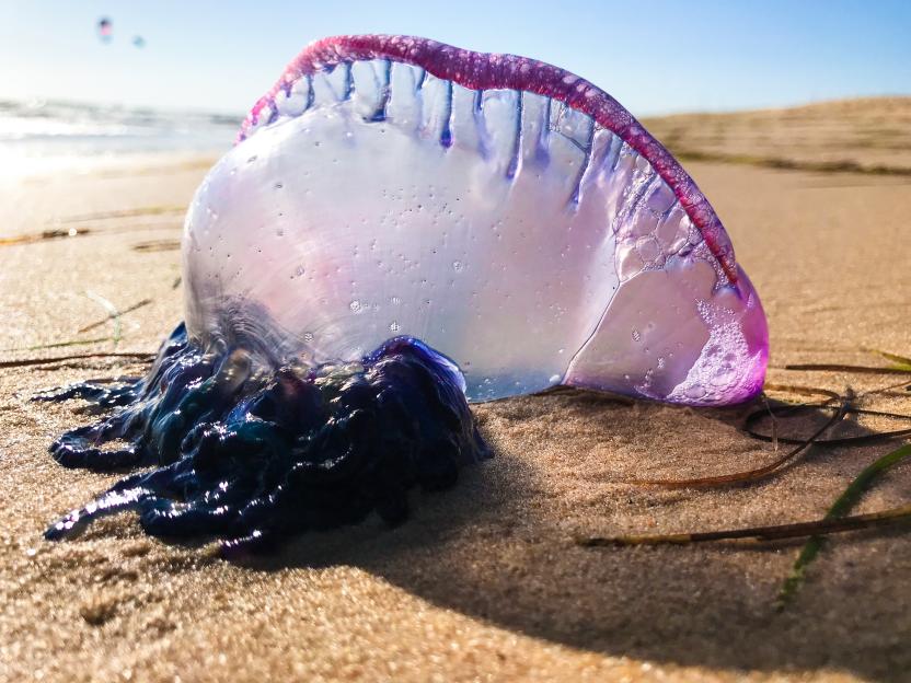 A Portuguese man o' war washed ashore on a sandy beach.
